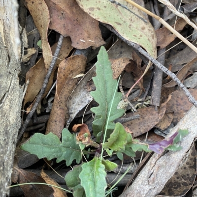 Arrhenechthites mixtus (Purple Fireweed) at Namadgi National Park - 18 Feb 2023 by Tapirlord