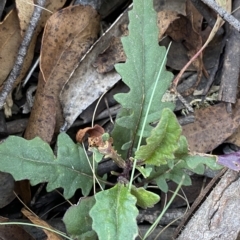 Arrhenechthites mixtus at Cotter River, ACT - 19 Feb 2023