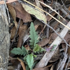 Arrhenechthites mixtus at Cotter River, ACT - suppressed