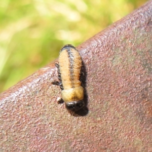 Paropsisterna cloelia at Tidbinbilla Nature Reserve - 8 Mar 2023 12:08 PM