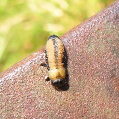 Paropsisterna cloelia (Eucalyptus variegated beetle) at Paddys River, ACT - 8 Mar 2023 by Christine