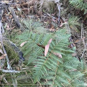 Pteridium esculentum at Cotter River, ACT - suppressed