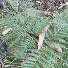 Pteridium esculentum at Cotter River, ACT - 19 Feb 2023