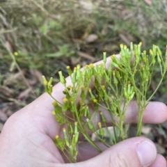 Senecio diaschides (Erect Groundsel) at Coree, ACT - 18 Feb 2023 by Tapirlord