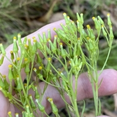 Senecio diaschides at Coree, ACT - 19 Feb 2023