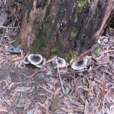 Omphalotus nidiformis (Ghost Fungus) at Paddys River, ACT - 8 Mar 2023 by Christine