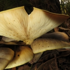 Omphalotus nidiformis at Paddys River, ACT - 8 Mar 2023