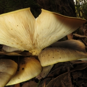 Omphalotus nidiformis at Paddys River, ACT - 8 Mar 2023