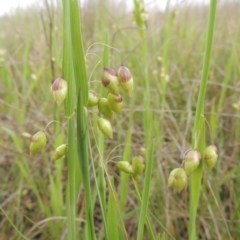 Briza maxima (Quaking Grass, Blowfly Grass) at Boorowa, NSW - 23 Oct 2022 by MichaelBedingfield