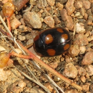 Paropsisterna beata at Jerrabomberra Wetlands - 26 Feb 2023