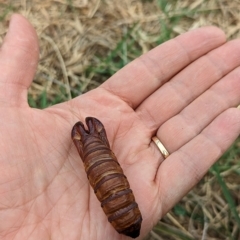 Hepialidae (family) (Unidentified Swift or Ghost Moth) at Watson Green Space - 13 Mar 2023 by AniseStar