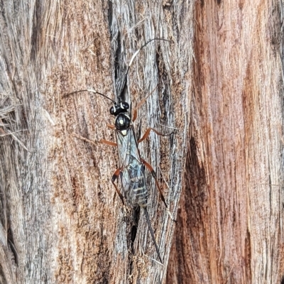 Xanthocryptus novozealandicus (Lemon tree borer parasite wasp) at Watson, ACT - 12 Mar 2023 by AniseStar