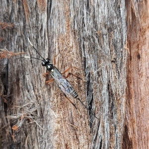 Xanthocryptus novozealandicus at Watson, ACT - 13 Mar 2023