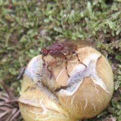 Tapeigaster sp. (genus) (Fungus fly, Heteromyzid fly) at Namadgi National Park - 25 Feb 2023 by Christine