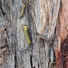 Perginae sp. (subfamily) (Unidentified pergine sawfly) at Watson, ACT - 12 Mar 2023 by AniseStar