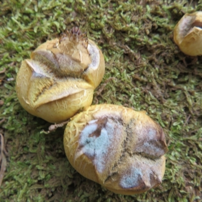 Scleroderma sp. (Scleroderma) at Cotter River, ACT - 26 Feb 2023 by Christine