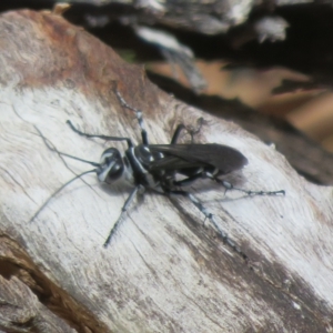 Turneromyia sp. (genus) at Molonglo Valley, ACT - 24 Feb 2023 01:41 PM