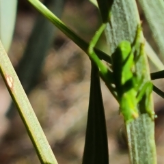 Caedicia simplex (Common Garden Katydid) at Isaacs, ACT - 13 Mar 2023 by Mike