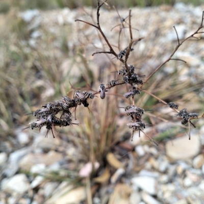 Lipotriches sp. (genus) (Halictid bee) at Wright Park and Old Sydney Road Reserve - 12 Mar 2023 by Zoed