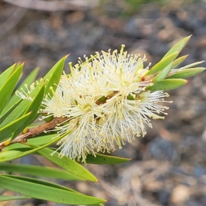 Callistemon sieberi at Yass, NSW - 13 Mar 2023