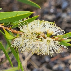 Callistemon sieberi at Yass, NSW - 13 Mar 2023