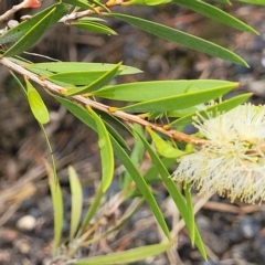 Callistemon sieberi at Yass, NSW - 13 Mar 2023