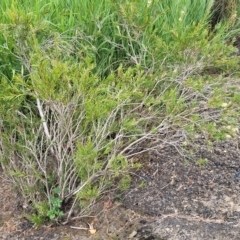 Callistemon sieberi at Yass, NSW - 13 Mar 2023 12:15 PM