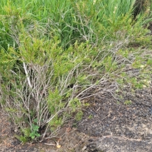 Callistemon sieberi at Yass, NSW - 13 Mar 2023 12:15 PM