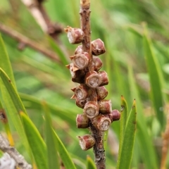 Callistemon sieberi at Yass, NSW - 13 Mar 2023