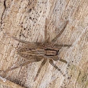 Miturga sp. (genus) at Yass, NSW - 13 Mar 2023