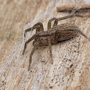 Miturga sp. (genus) at Yass, NSW - 13 Mar 2023