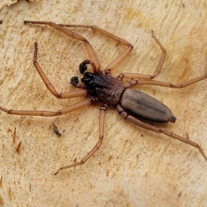 Hemicloea sp. (genus) at Yass, NSW - 13 Mar 2023