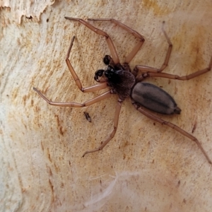 Hemicloea sp. (genus) at Yass, NSW - 13 Mar 2023