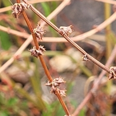 Rumex dumosus (Wiry Dock) at Yass, NSW - 13 Mar 2023 by trevorpreston