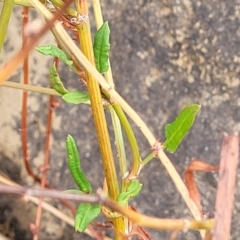 Rumex dumosus at Yass, NSW - 13 Mar 2023 11:55 AM