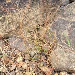 Rumex dumosus at Yass, NSW - 13 Mar 2023 11:55 AM