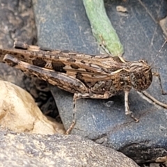 Austroicetes sp. (genus) (A grasshopper) at Yass, NSW - 13 Mar 2023 by trevorpreston