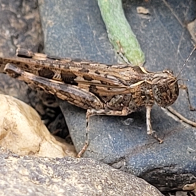 Austroicetes sp. (genus) (A grasshopper) at Yass, NSW - 13 Mar 2023 by trevorpreston