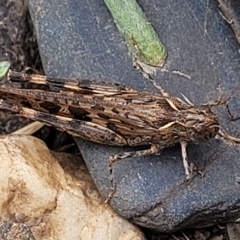 Austroicetes sp. (genus) at Yass, NSW - 13 Mar 2023