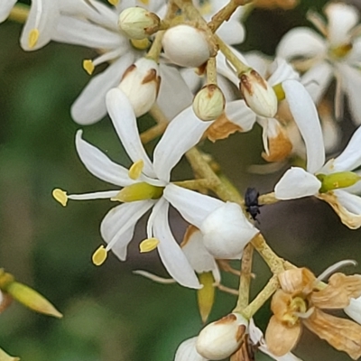 Bursaria spinosa (Native Blackthorn, Sweet Bursaria) at Yass, NSW - 13 Mar 2023 by trevorpreston