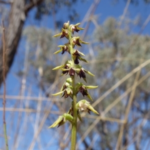 Corunastylis clivicola at Molonglo Valley, ACT - suppressed