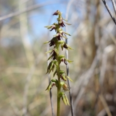 Corunastylis clivicola at Molonglo Valley, ACT - 11 Mar 2023