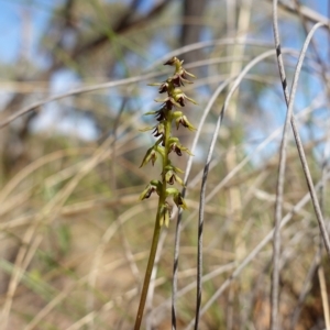 Corunastylis clivicola at Molonglo Valley, ACT - 11 Mar 2023