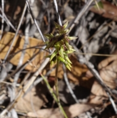 Corunastylis clivicola at Molonglo Valley, ACT - 11 Mar 2023