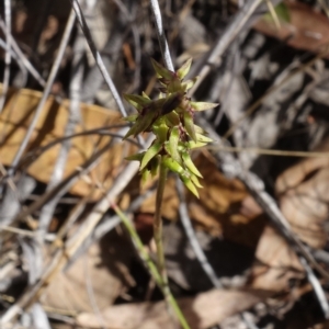 Corunastylis clivicola at Molonglo Valley, ACT - suppressed