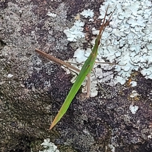 Acrida conica at Yass, NSW - 13 Mar 2023