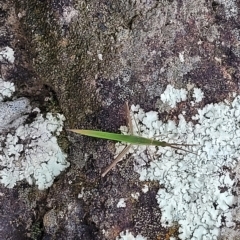 Acrida conica at Yass, NSW - 13 Mar 2023