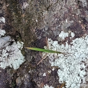 Acrida conica at Yass, NSW - 13 Mar 2023