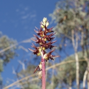 Corunastylis clivicola at Molonglo Valley, ACT - 11 Mar 2023