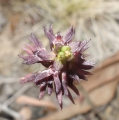 Corunastylis clivicola at Molonglo Valley, ACT - 11 Mar 2023